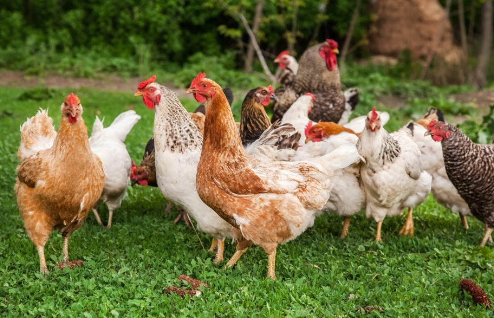 Yes, some chicken breeds are more beginner-friendly due to their hardiness and docile nature.