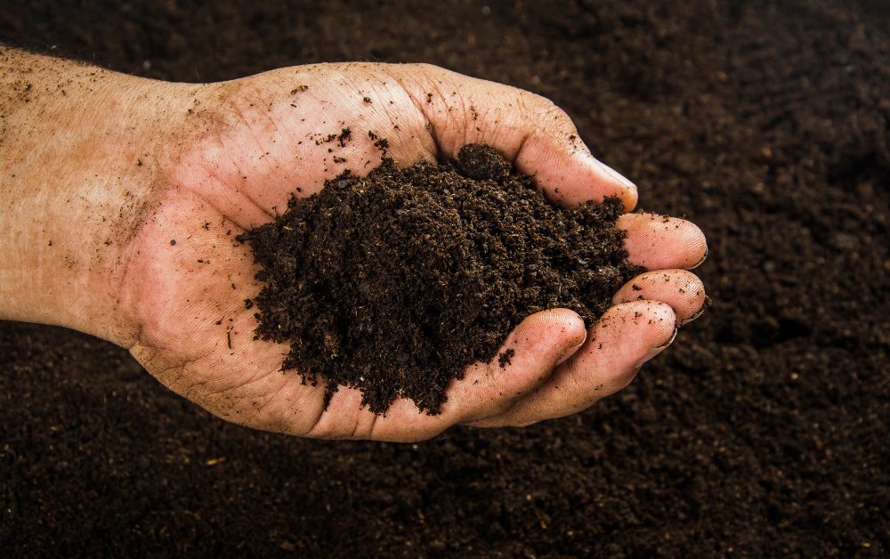 Composting chicken manure encourages the growth of beneficial soil microorganisms that break down organic matter and release nutrients in a form that plants can readily absorb.