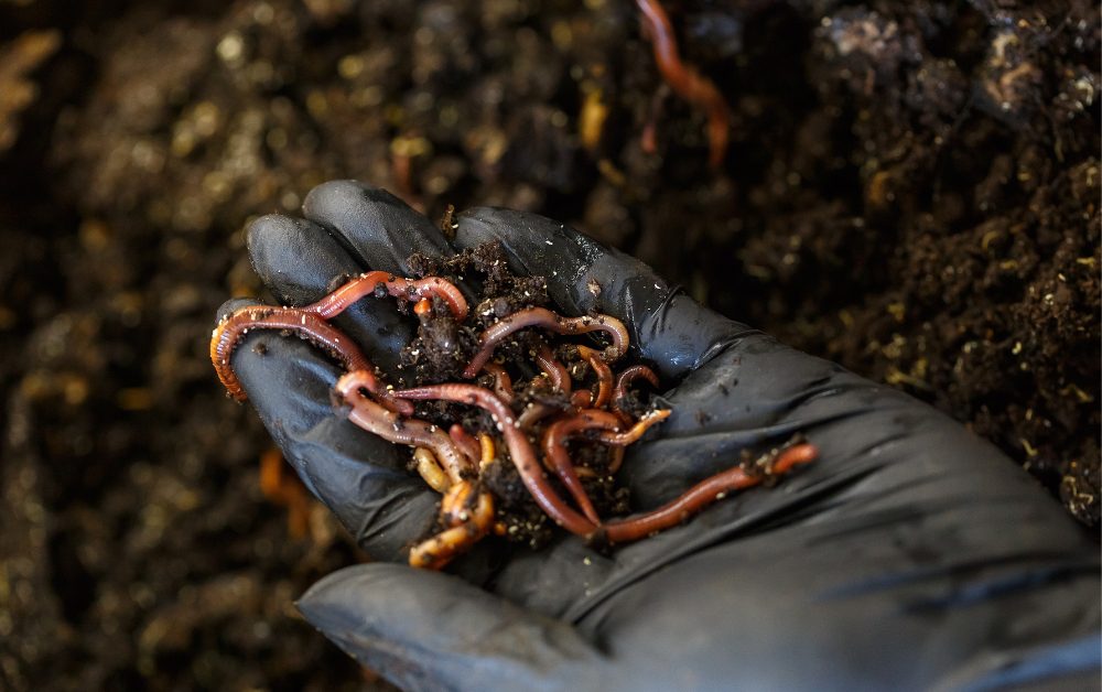 Composting chicken manure reduces the risk of water pollution from nutrient runoff, which can harm aquatic ecosystems.