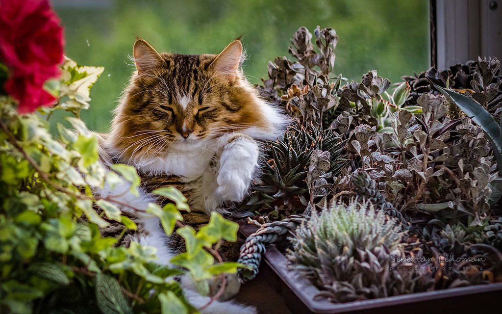 An image of a cat in an indoor garden for the article "pet-safe indoor plants."