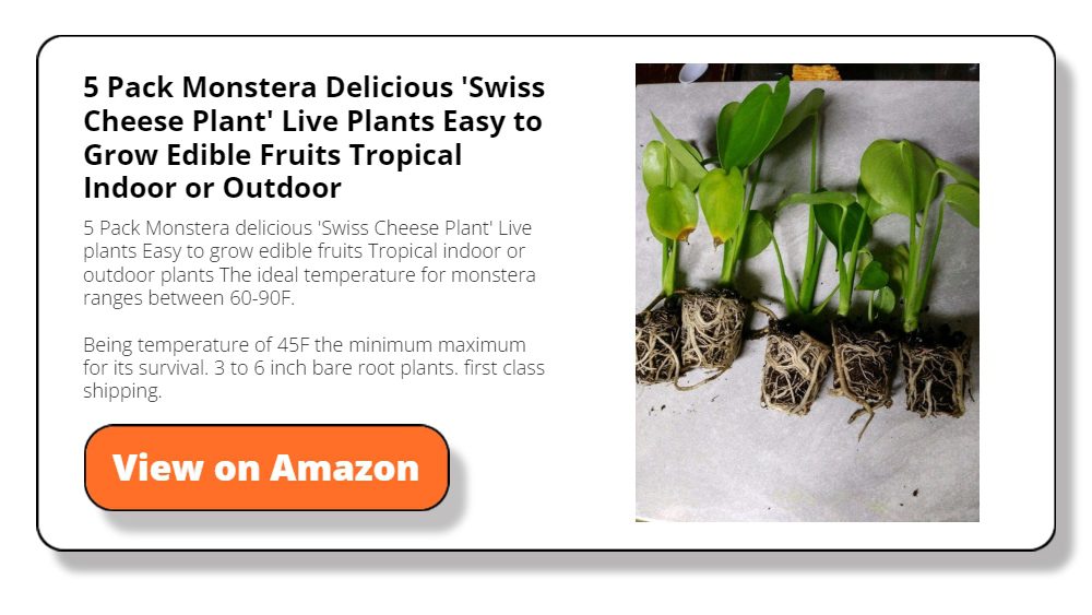 5 Pack Monstera Delicious 'Swiss Cheese Plant' Live Plants Easy to Grow Edible Fruits Tropical Indoor or Outdoor