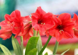Amaryllis plants produce large, showy flowers that come in a variety of colors, including red, pink, white, and more.