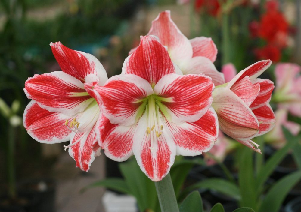 Amaryllis can be grown in various settings, including gardens, pots, or even hydroponic systems.