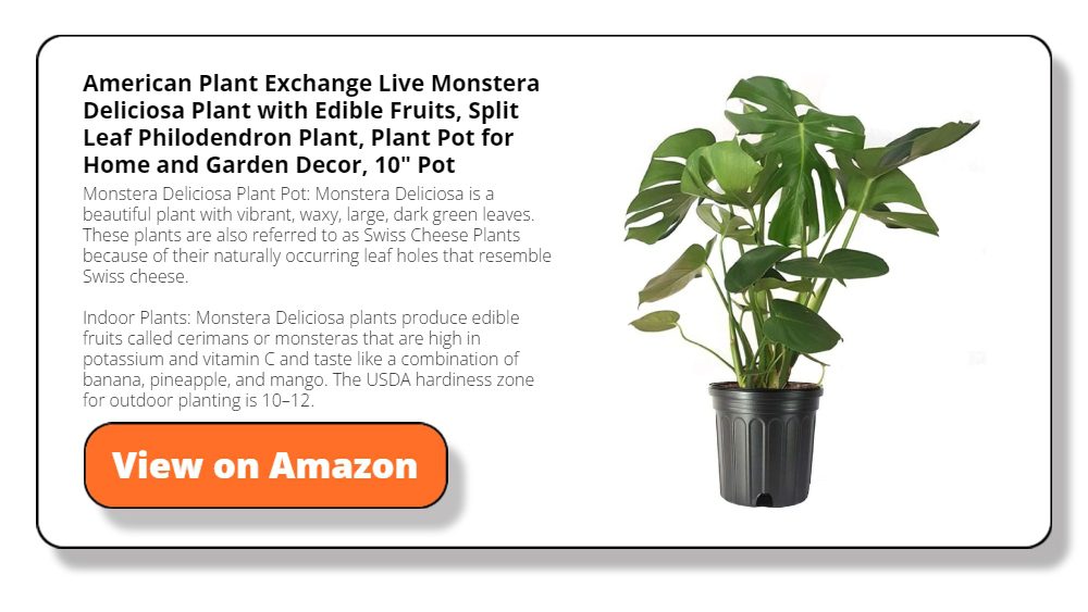 American Plant Exchange Live Monstera Deliciosa Plant