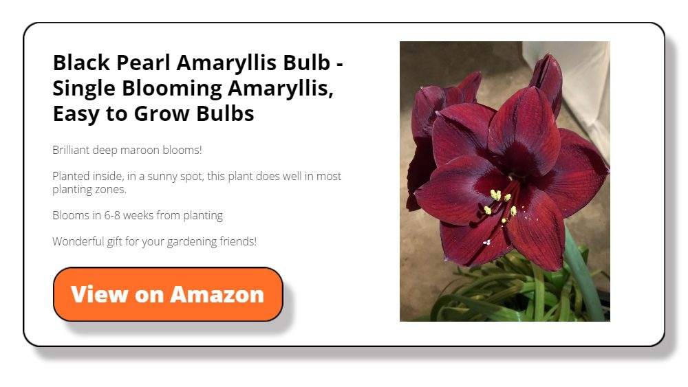 Black Pearl Amaryllis Bulb