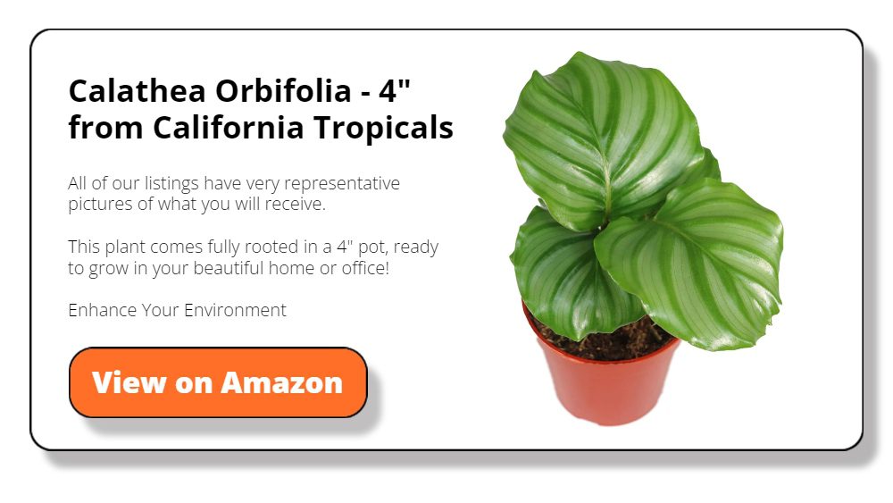 Calathea Orbifolia - 4" from California Tropicals