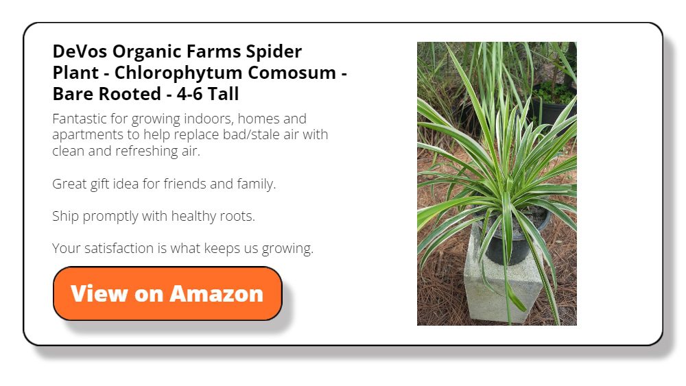 Fantastic for growing indoors, homes and apartments to help replace bad/stale air with clean and refreshing air.Great gift idea for friends and family.Ship promptly with healthy roots.Your satisfaction is what keeps us growing.