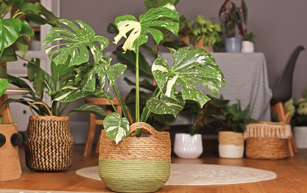 Monstera Varieties are generally low-maintenance plants, making them suitable for both beginners and experienced plant enthusiasts.