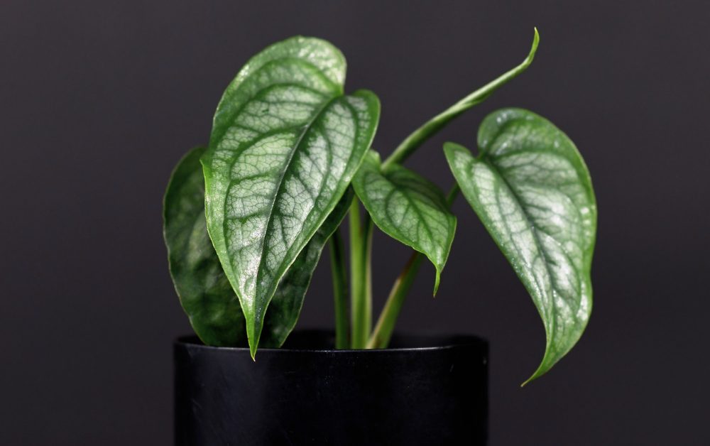 Like many houseplants, Monstera Varieties contribute to indoor air quality by removing certain pollutants.