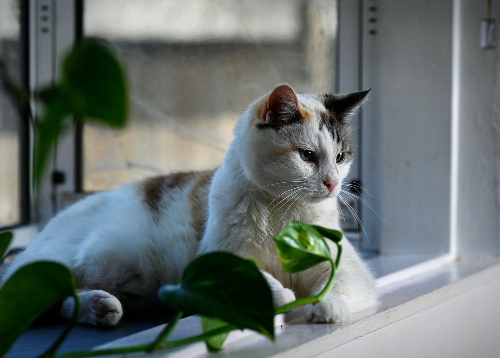 Pet-Safe Indoor Plants