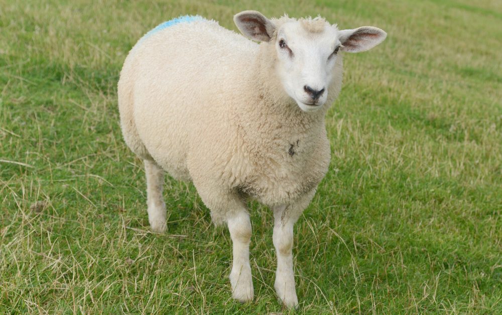 Sheep are natural grazers, and their grazing behavior aligns with the natural growth patterns of grass.