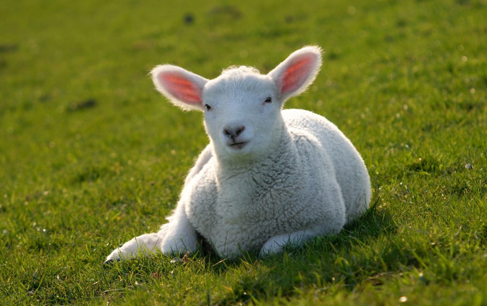 Choosing sheep as lawn mowers comes with several benefits, aligning with environmentally conscious and sustainable practices.