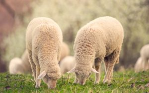 Using sheep as lawn mowers can be an innovative and eco-friendly approach to lawn maintenance.