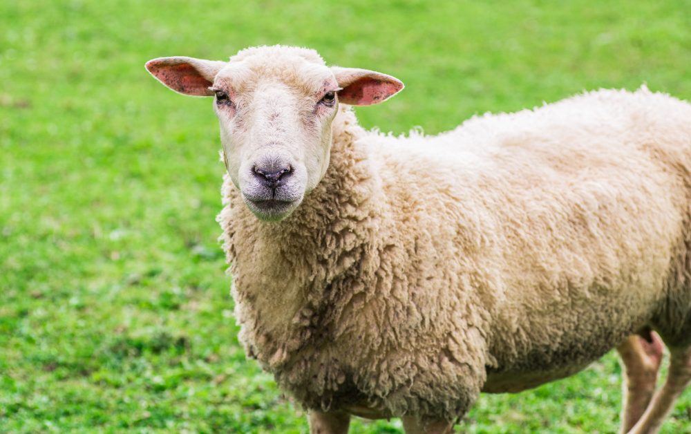 Grazing sheep contribute to sustainable land management.