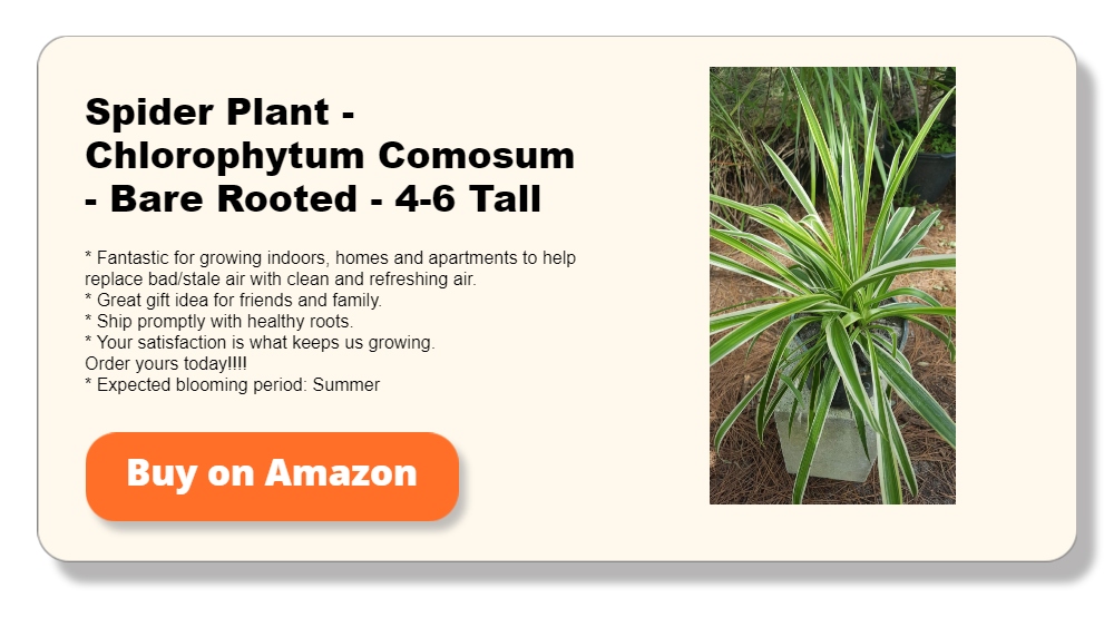 Spider Plant - Chlorophytum Comosum