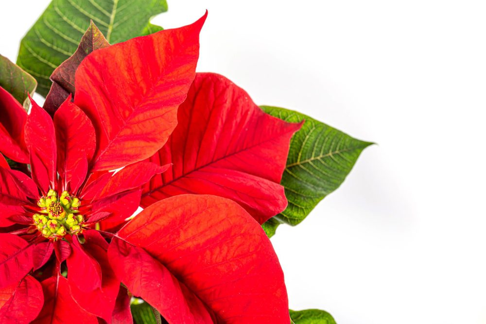 An image of a poinsettia flower with a white background.