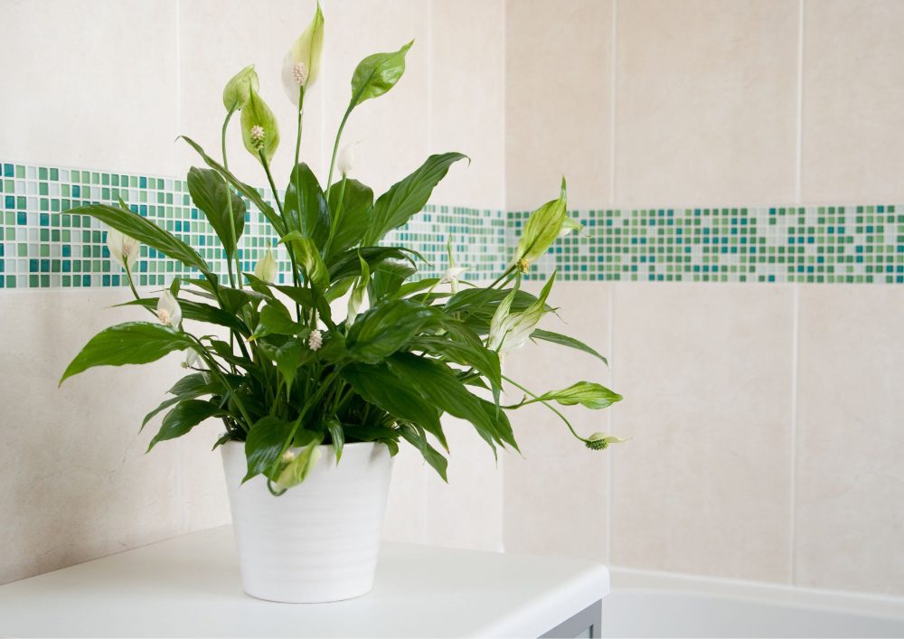 Low-light plants are well-suited for areas with limited access to natural sunlight. 