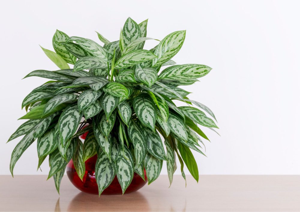 Low-light plants can be placed in areas with lower light levels, allowing for more flexibility in interior design.