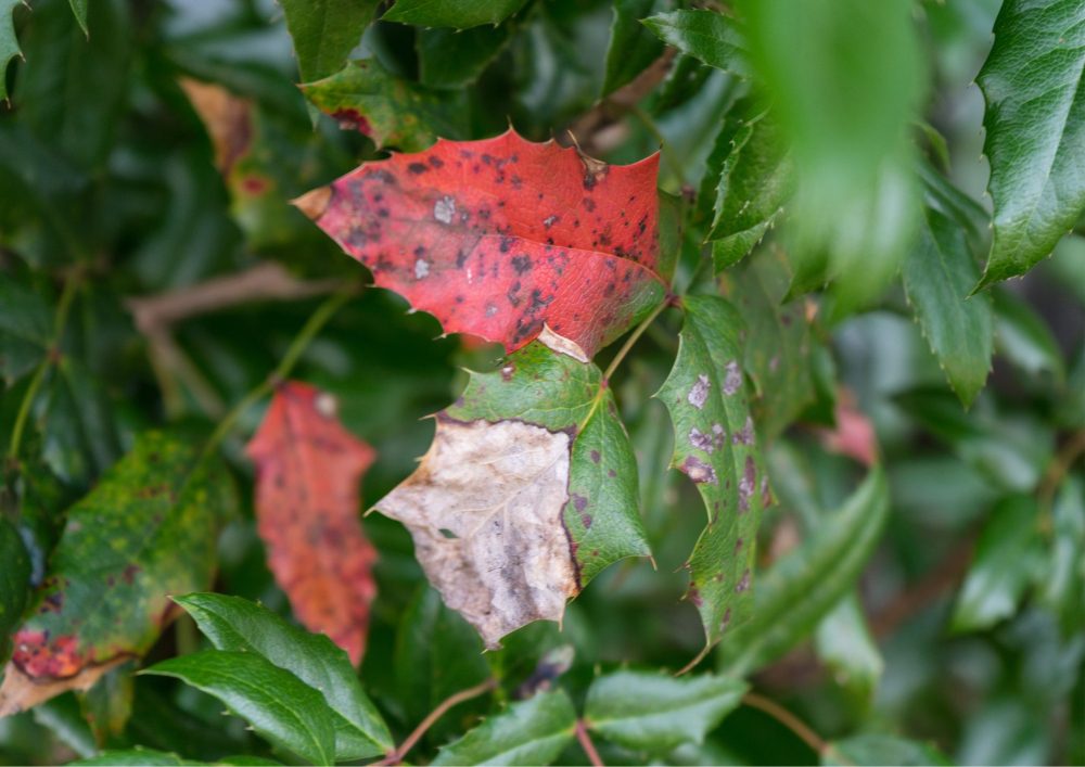 Check for visible signs of pests, such as insects, webs, or damage to leaves.
