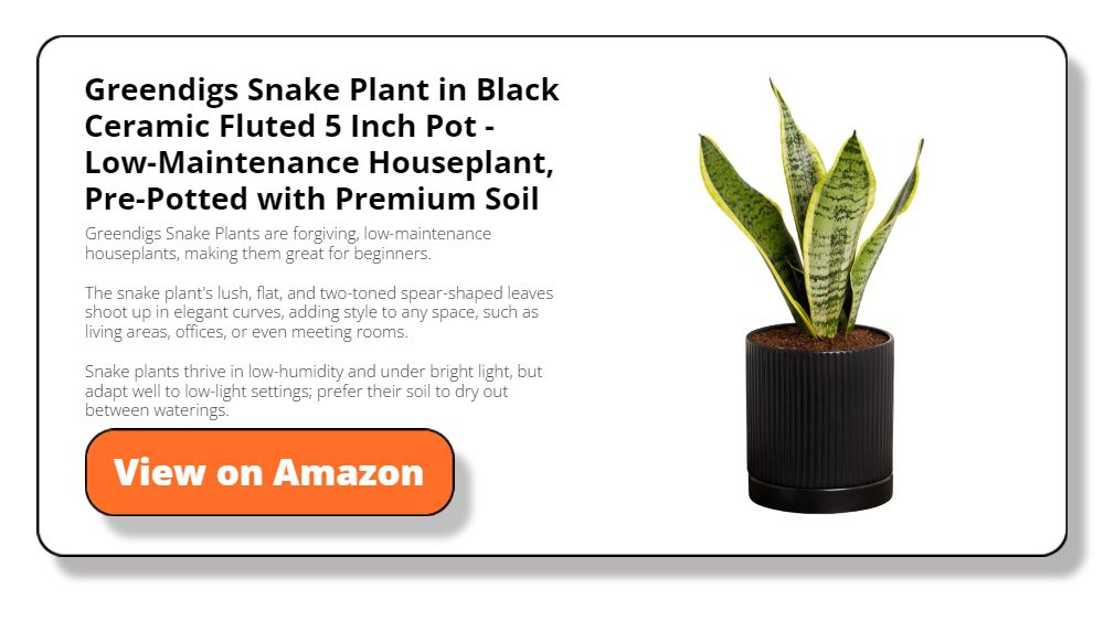 Greendigs Snake Plant in Black Ceramic Fluted 5 Inch Pot