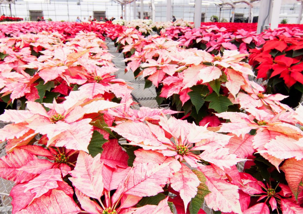 Poinsettias come in various shades of pink, from light pastels to deeper hues.
