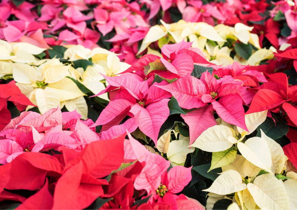 Red is the traditional and most popular color for poinsettias.