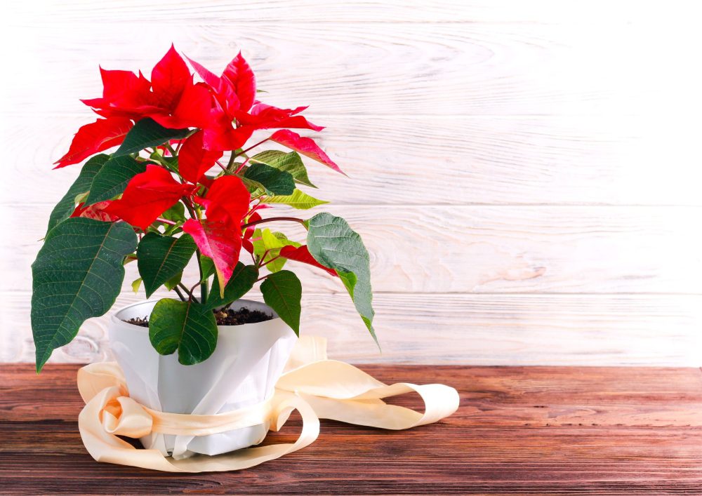 Some poinsettias exhibit marbled or variegated patterns, featuring a combination of colors, such as pink and white or red and white. 