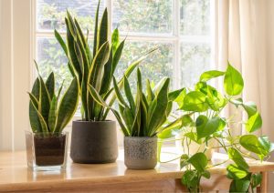 Indoor plants, even those that can tolerate low light, contribute to improving air quality by absorbing pollutants and releasing oxygen through photosynthesis.