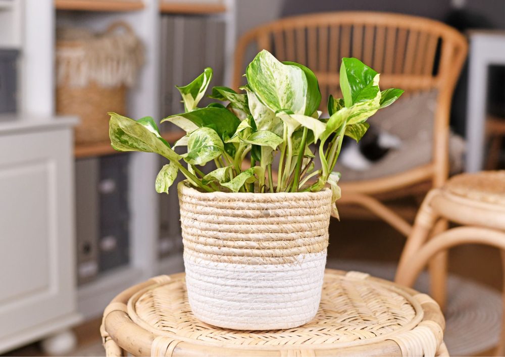 These plants bring a touch of nature and aesthetics to even the darkest corners of your home.