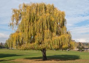 Willow Trees: An Exploration of Species Varieties - The garden!