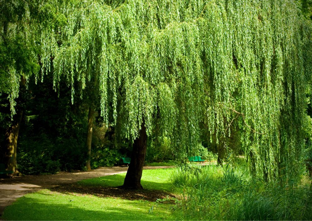 The weeping branches of willow trees act as natural windbreaks.