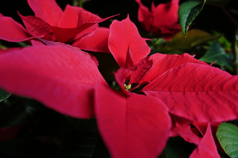 A closeup image of a poinsettia flower with red petals. 