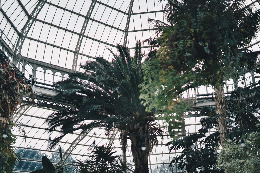 An image of a large Victorian greenhouse interior. 