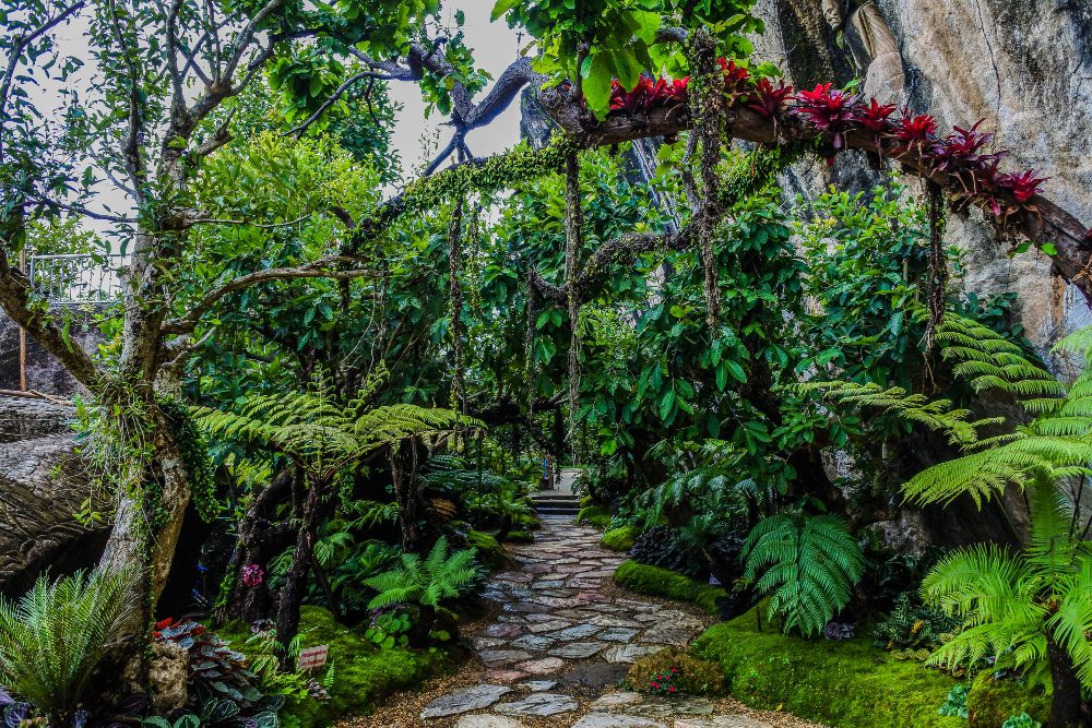 An image of tropical plants and trees lined up across a garden path.