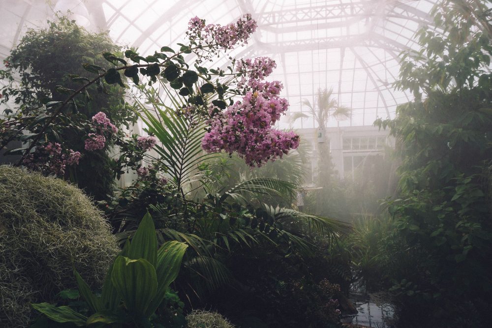 An image of the garden inside a Victorian greenhouse. 