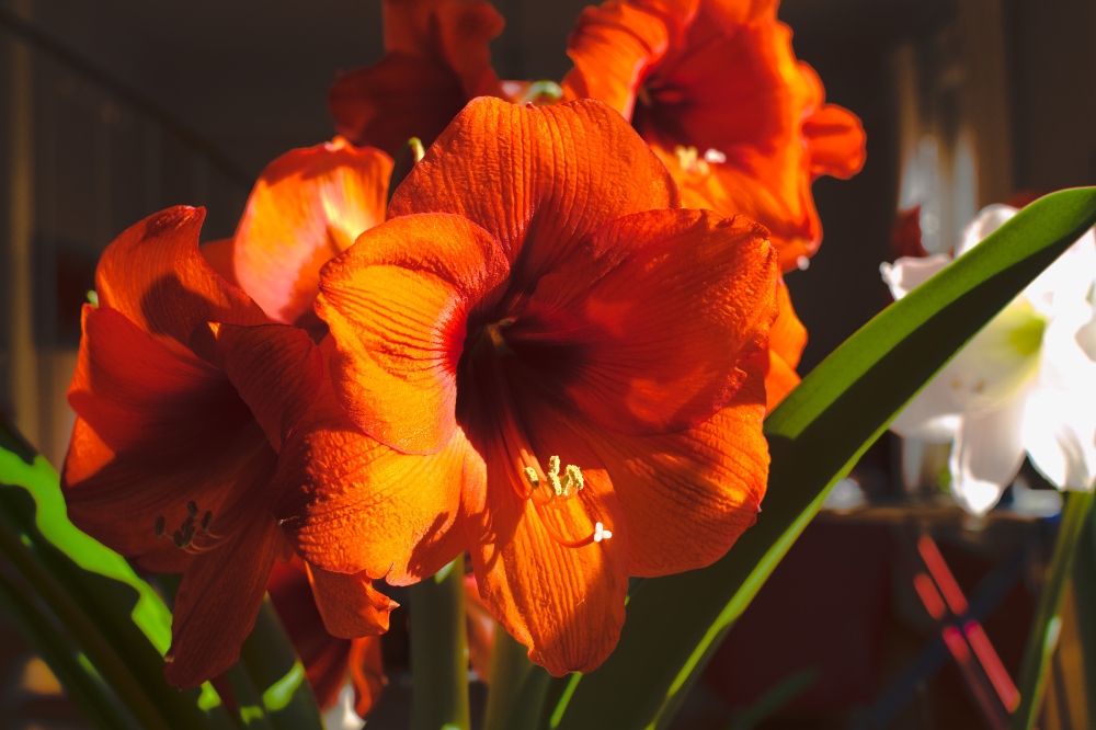A close up image of Amaryllis flowers. 