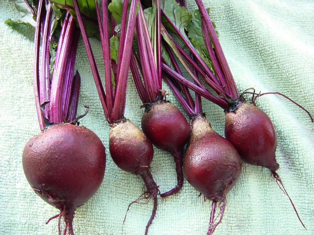 An image of several freshly harvested beets for an article about "growing beets in containers."