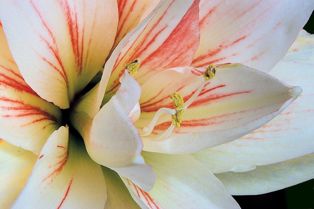 A closeup view of the Amaryllis flower stamen. 