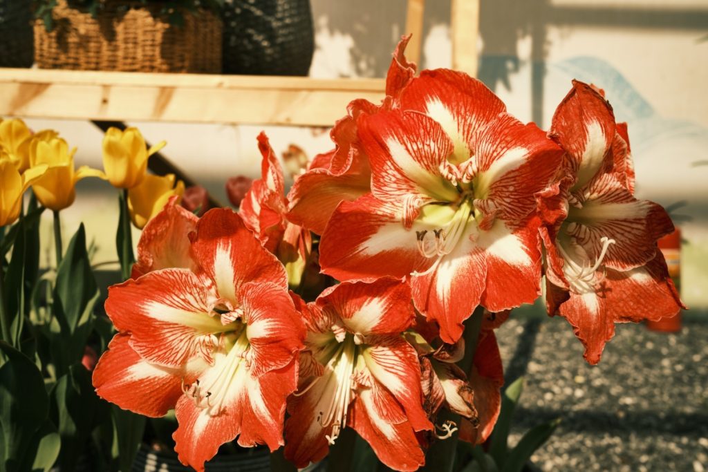 An image of Amaryllis flowers growing in a garden.
