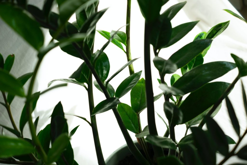 An image of plants in low light conditions.