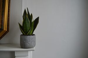 An image of a snake plant, one of the best indoor plants for low light conditions.