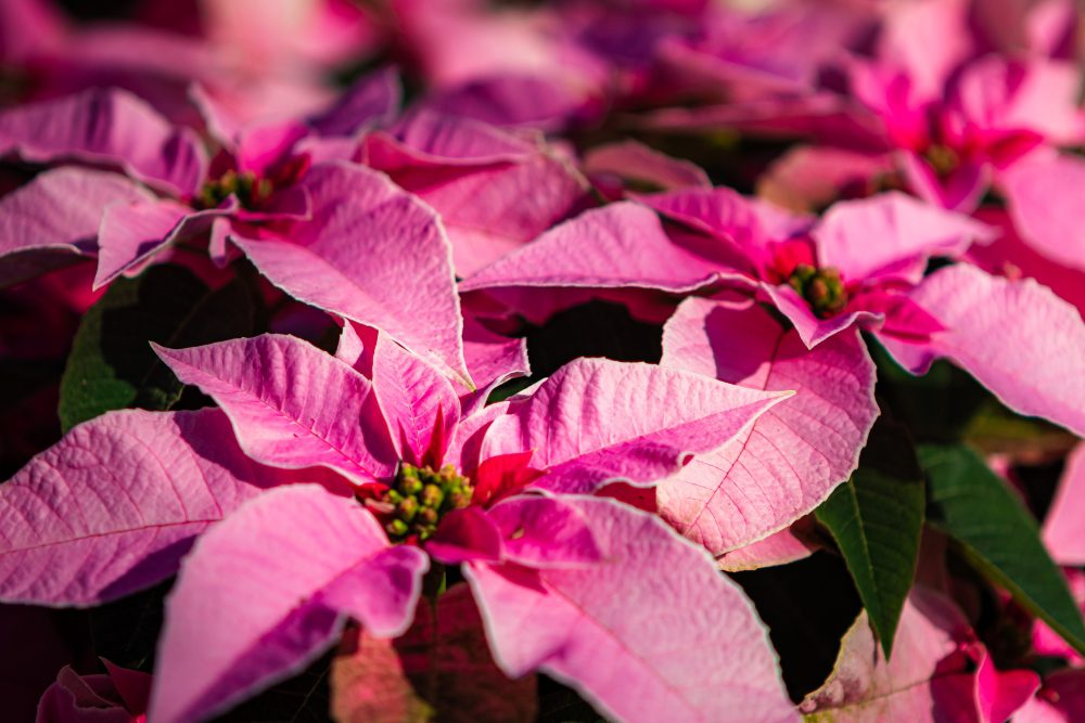An image of poinsettia flowers with pink petals. 