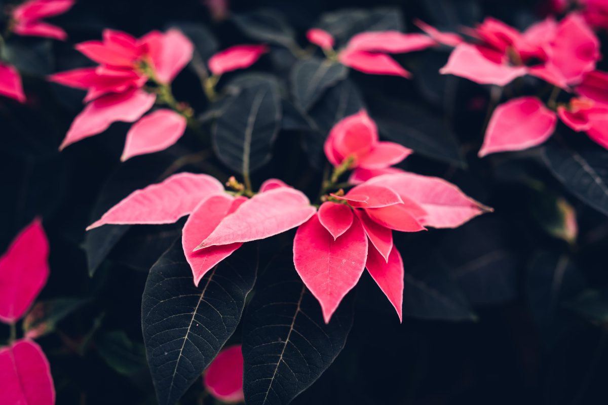 an image of poinsettia flowers with red and black leaves.