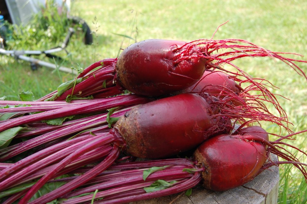 An image of freshly harvested beets grown at home. 