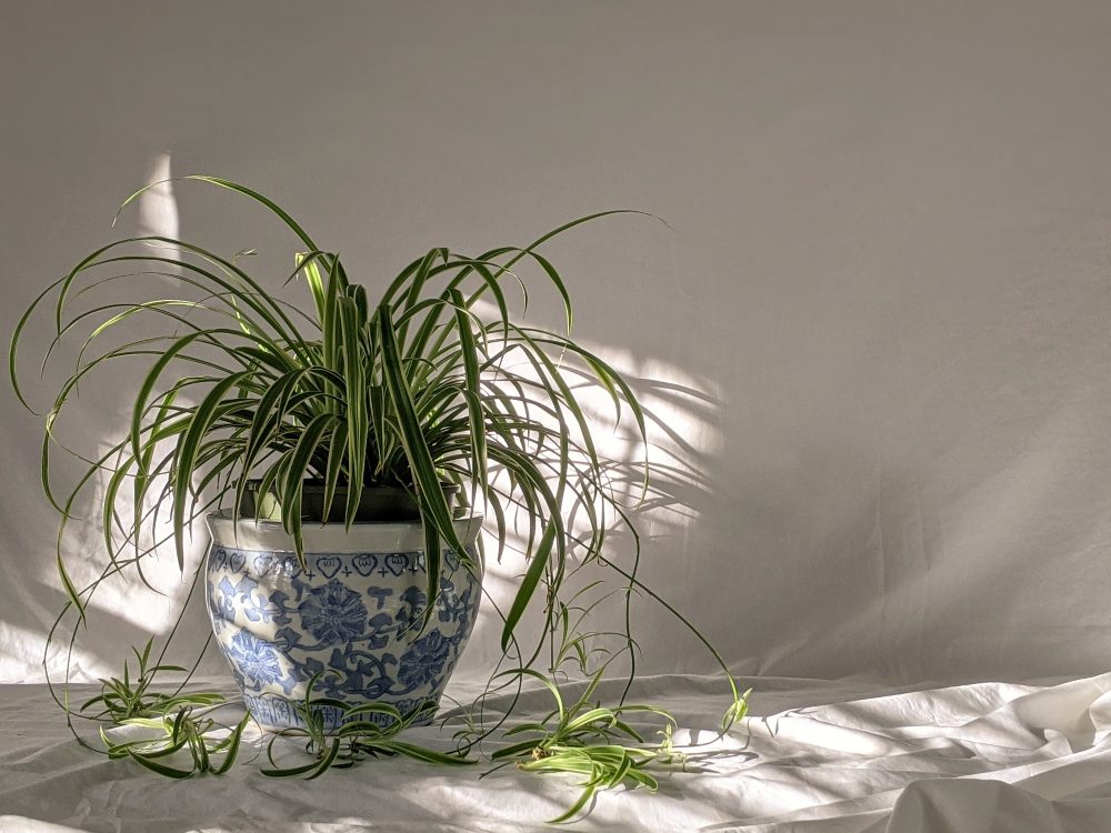 An image of a spider plant.