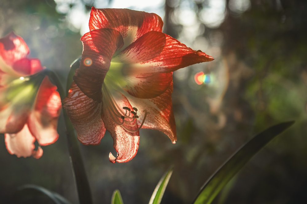 An image of a Amaryllis covering the sun rays. 