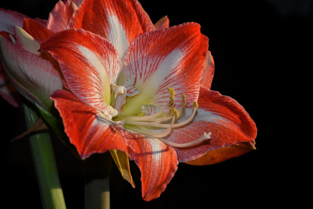 An Amaryllis variety with red and white petals. 