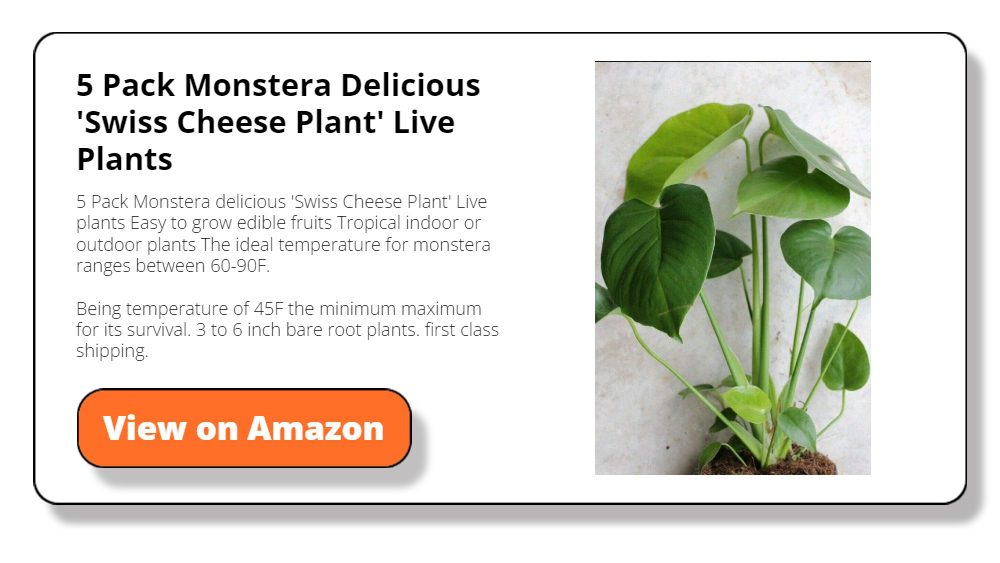 5 Pack Monstera Delicious 'Swiss Cheese Plant' Live Plants