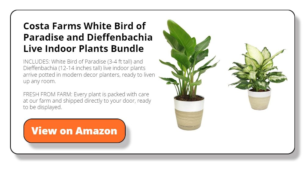 Costa Farms White Bird of Paradise and Dieffenbachia Live Indoor Plants Bundle