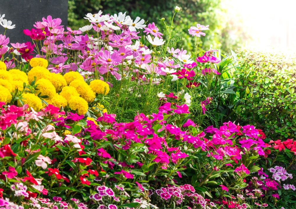 Paint your world with the vibrant palette of your flower garden, creating a stunning visual feast that turns heads.